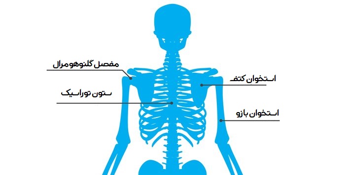 شانهها