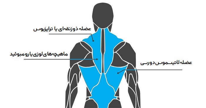 عضلات کمر