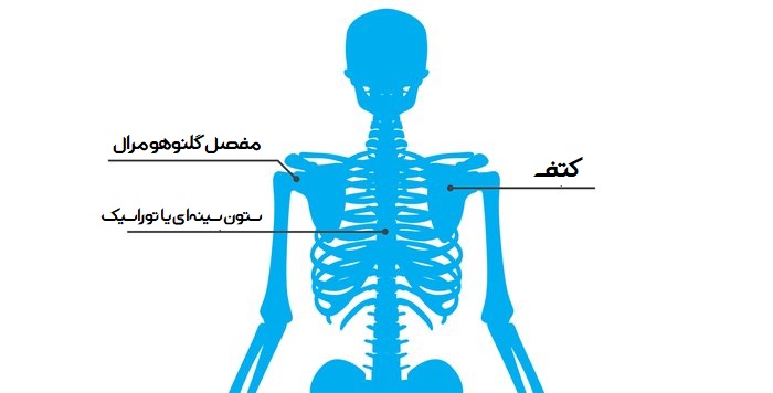 عضله سینه