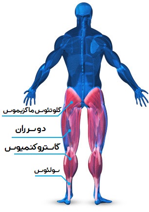 عضله گلوتئال (سرینی)