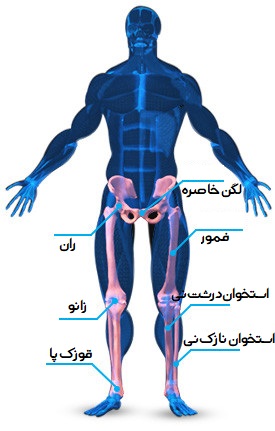 عضله چهار سر ران