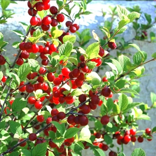 ارقام پسته (کله قوچی، احمد آقایی و اکبری
