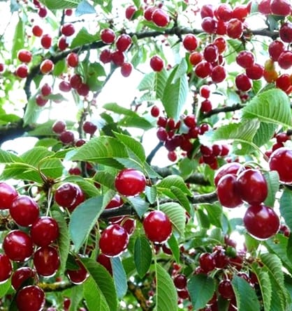 ارقام پسته (کله قوچی، احمد آقایی و اکبری)