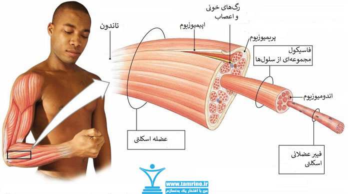 فیبرهای عضلانی